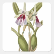 Miltonia Spectabilis orchid botanical sticker