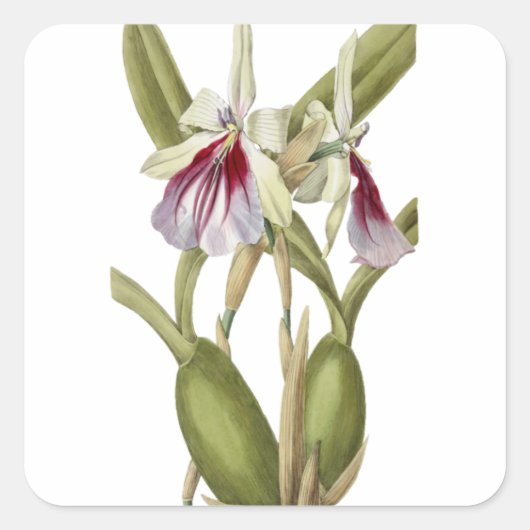 Miltonia Spectabilis orchid botanical sticker (Voorkant)