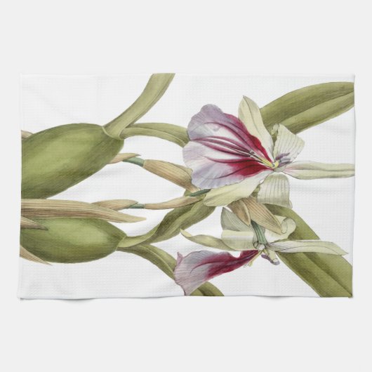 Miltonia Spectabilis orchidee botanische keuken Theedoek (Horizontaal)