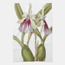 Miltonia Spectabilis orchidee botanische keuken