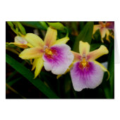 Miltonia Sunset (Voorkant Horizontaal)