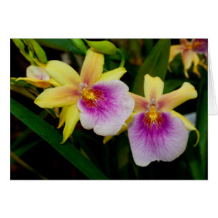 Miltonia Sunset