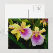 Miltonia Sunset Briefkaart (Voorkant / Achterkant)