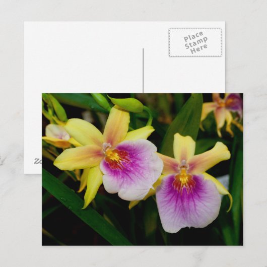 Miltonia Sunset Briefkaart (Voorkant / Achterkant)