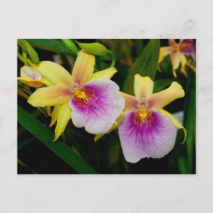 Miltonia Sunset Briefkaart