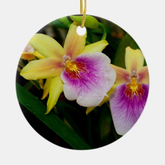 Miltonia Sunset Keramisch Ornament (Voorkant)