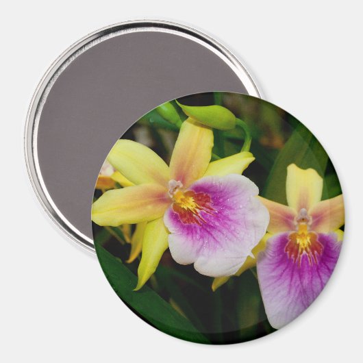 Miltonia Sunset Magneet (Voorkant / Achterkant)