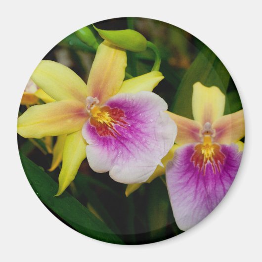 Miltonia Sunset Magneet (Voorkant)