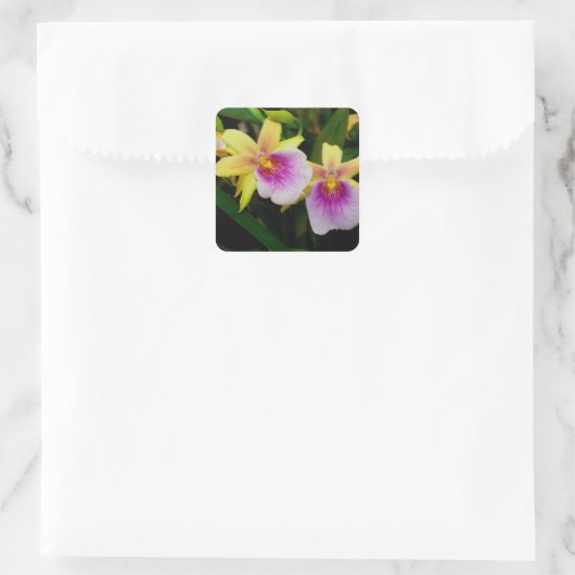 Miltonia Sunset Vierkante Sticker (Tas)