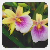 Miltonia Sunset Vierkante Sticker (Voorkant)