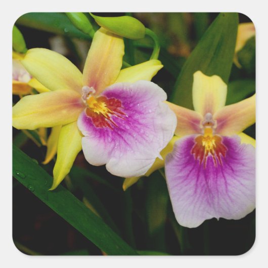 Miltonia Sunset Vierkante Sticker (Voorkant)