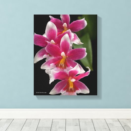 Miltonioda Sakura Canvas Afdruk (Insitu (Houten vloer))