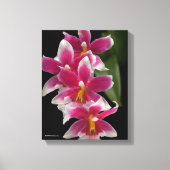 Miltonioda Sakura Canvas Afdruk (Voorkant)