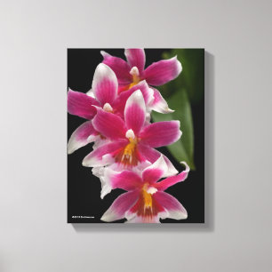 Miltonioda Sakura Canvas Afdruk
