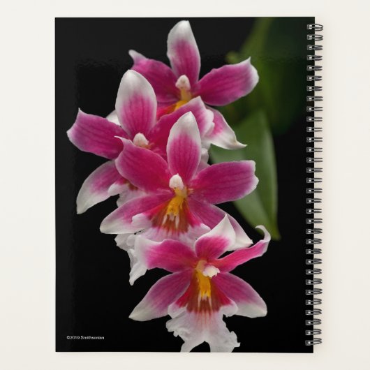 Miltonioda Sakura Planner (Achterkant)