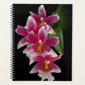 Miltonioda Sakura Planner (Voorkant)