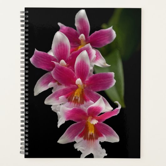Miltonioda Sakura Planner (Voorkant)