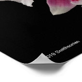 Miltonioda Sakura Poster (Hoek)