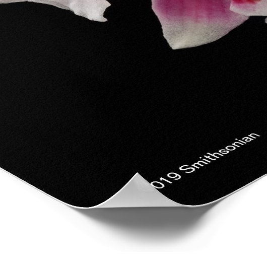 Miltonioda Sakura Poster (Hoek)