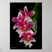 Miltonioda Sakura Poster (Voorkant)