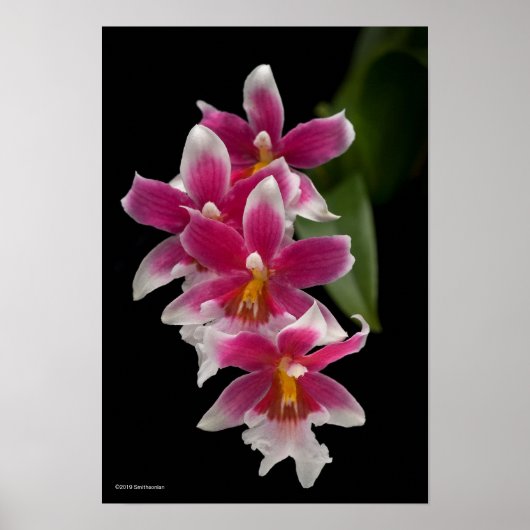 Miltonioda Sakura Poster (Voorkant)