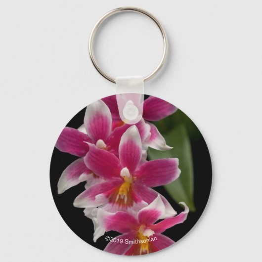 Miltonioda Sakura Sleutelhanger (Voorkant)