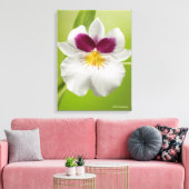 Miltoniopsis Roezlii (Pansy Orchids) Canvas Afdruk (Insitu (Woonkamer))