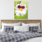 Miltoniopsis Roezlii (Pansy Orchids) Canvas Afdruk (Insitu (Slaapkamer))
