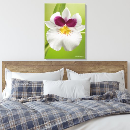Miltoniopsis Roezlii (Pansy Orchids) Canvas Afdruk (Insitu (Slaapkamer))
