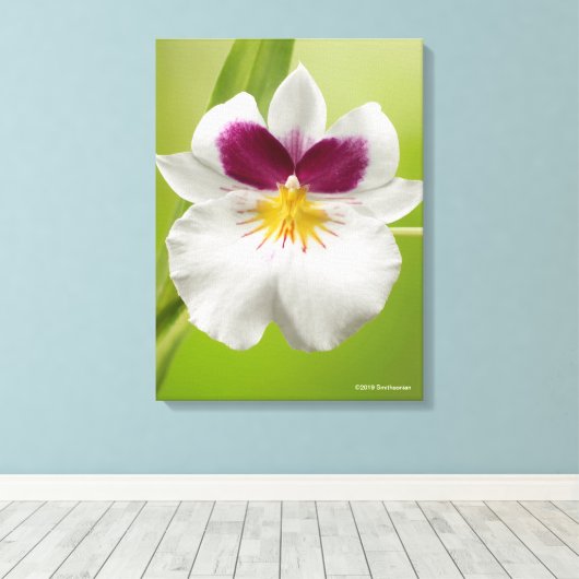 Miltoniopsis Roezlii (Pansy Orchids) Canvas Afdruk (Insitu (Houten vloer))