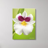 Miltoniopsis Roezlii (Pansy Orchids) Canvas Afdruk (Voorkant)