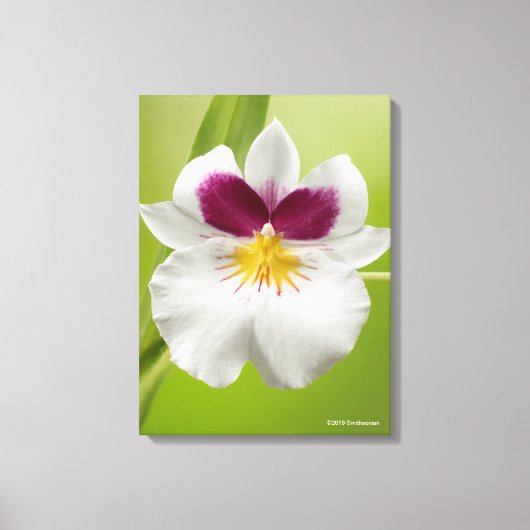 Miltoniopsis Roezlii (Pansy Orchids) Canvas Afdruk (Voorkant)