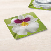 Miltoniopsis Roezlii (Pansy Orchids) Kartonnen Onderzetters (Schuin)