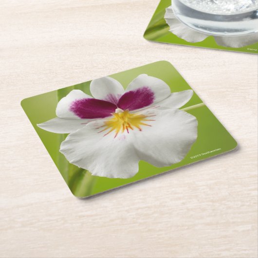 Miltoniopsis Roezlii (Pansy Orchids) Kartonnen Onderzetters (Schuin)