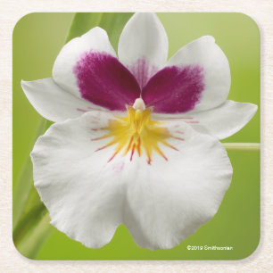 Miltoniopsis Roezlii (Pansy Orchids) Kartonnen Onderzetters