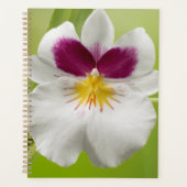 Miltoniopsis Roezlii (Pansy Orchids) Planner (Voorkant)
