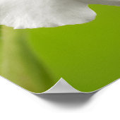 Miltoniopsis Roezlii (Pansy Orchids) Poster (Hoek)