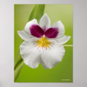 Miltoniopsis Roezlii (Pansy Orchids) Poster (Voorkant)