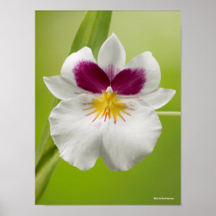 Miltoniopsis Roezlii (Pansy Orchids) Poster