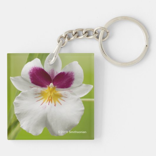 Miltoniopsis Roezlii (Pansy Orchids) Sleutelhanger (Achterkant)
