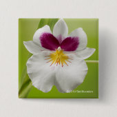 Miltoniopsis Roezlii (Pansy Orchids) Vierkante Button 5,1 Cm (Voorkant)