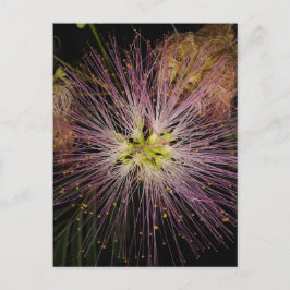 Mimosa Bloed Briefkaart