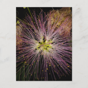Mimosa Bloed Briefkaart