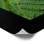 Mimosa Blossom Poster (Hoek)