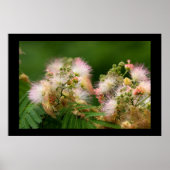 Mimosa Blossom Poster (Voorkant)