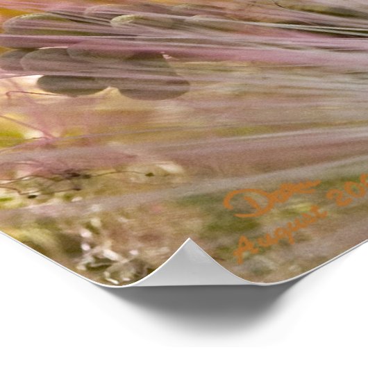 Mimosa Blossom Poster (Hoek)