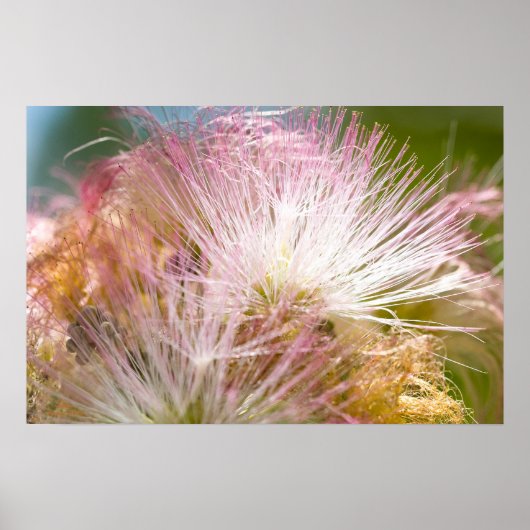 Mimosa Blossom Poster (Voorkant)