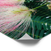 Mimosa Boom Bloemen Poster (Hoek)
