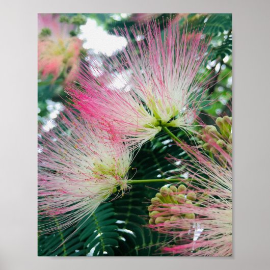 Mimosa Boom Bloemen Poster (Voorkant)