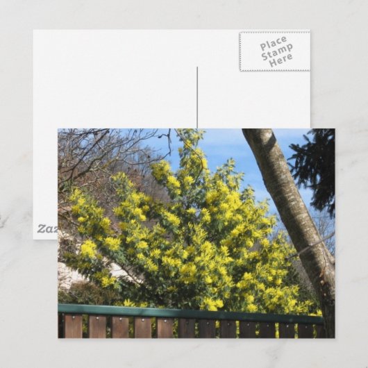 Mimosa-boom Briefkaart (Voorkant / Achterkant)